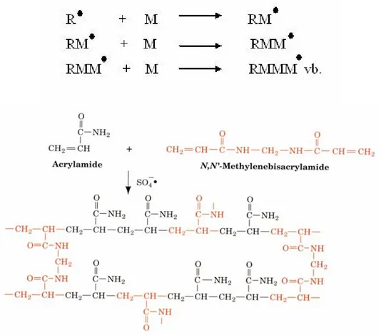 Şekil 1.8. Poliakrilamid jelin oluşmasındaki polimerleşme reaksiyonu [70]  