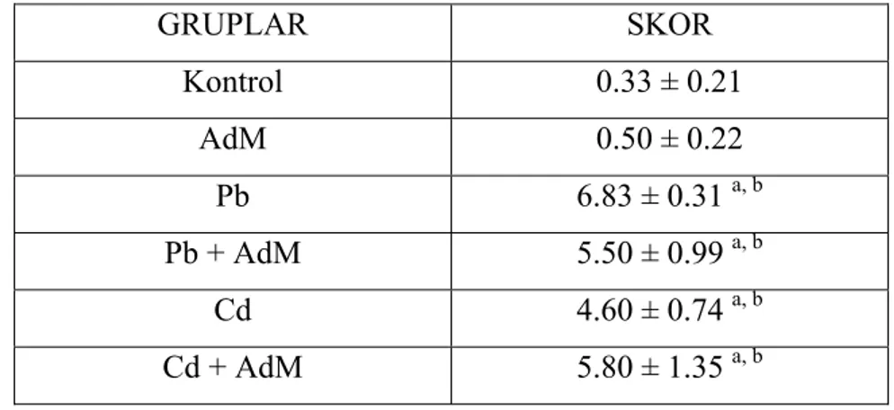 Çizelge 4.3. Karaciğer hasar sonuçları,  a  K grubuna,  b  AdM grubuna göre  değişimler                        istatistiksel olarak önemlidir ( a,b p&lt; 0.05) 