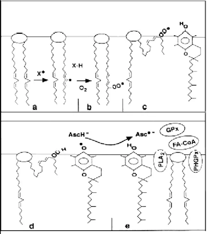 Şekil 1.3 Membran lipid peroksidasyonu basamakları 