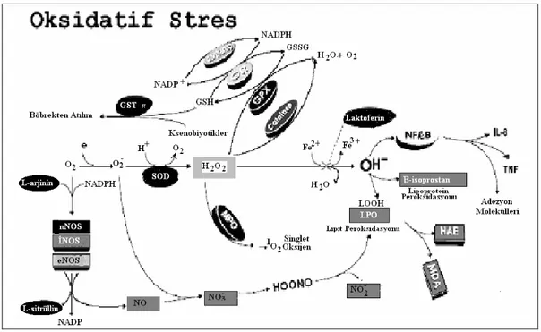 Şekil 3: Oksidatif Stres (91) 