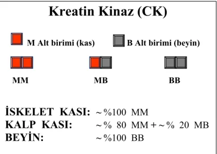 Şekil 4: Kreatin kinazın alt üniteleri 