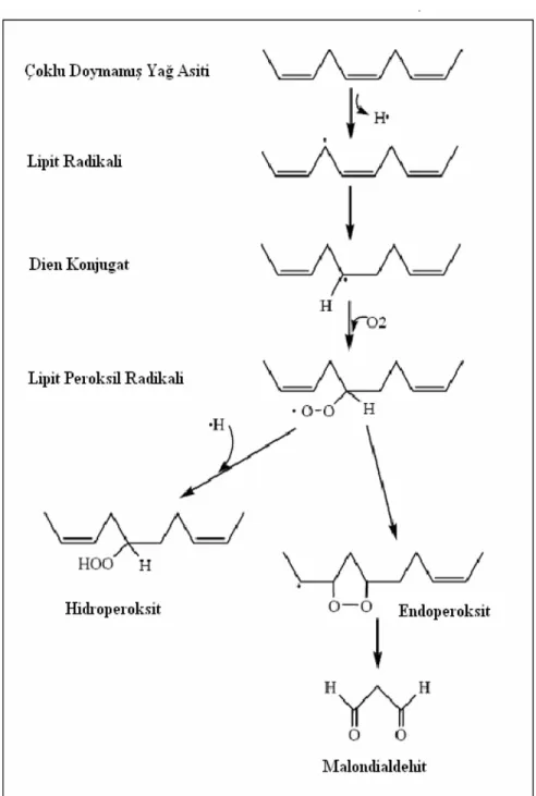 Şekil 5: lipit peroksidasyonunun kimyasal yolu (82) 