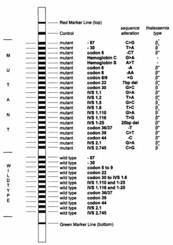 Şekil 4.1 Mutant ve normal oligonükleotit problarının pozisyonlarını gösteren referans  membran