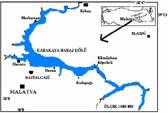 Şekil 3.1. Balıkların temin edildiği Malatya-Karakaya Baraj gölünün konumu 