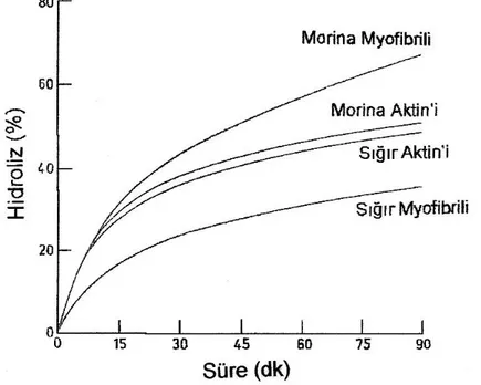 Şekil 1.3. Aynı şartlar altında sığır ve morina balığına ait myofibril ve aktin’lerin  triptik  hidrolizleri [9, 4]