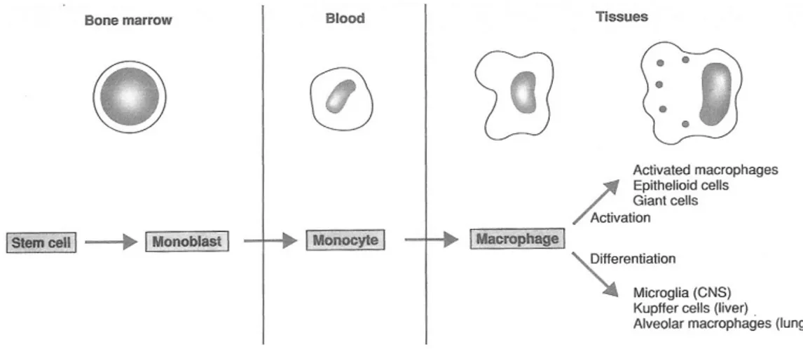 Şekil 1: Makrofaj Gelişimi. ( Abbas A, Lichtman AH, Pober JS (eds) Cellular and Molecular  Immunology’den alınmıştır)