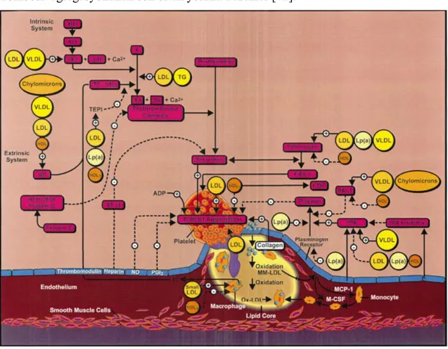 Şekil 9:  Hemostatik faktörler ve lipoproteinler arasındaki etkileşme, intirensik ve  ekstrinsik yollar, plak erozyonu [43] 