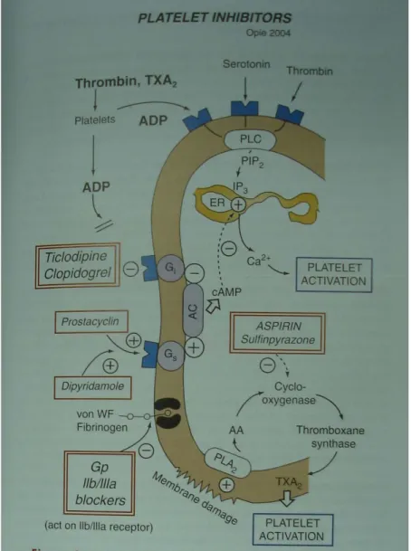 Şekil 12 :  Trombosit inhibitörlerinin etki mekanizmaları [42] 