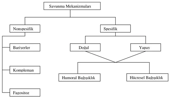 Şekil 1: Vücudun savunma mekanizmaları 