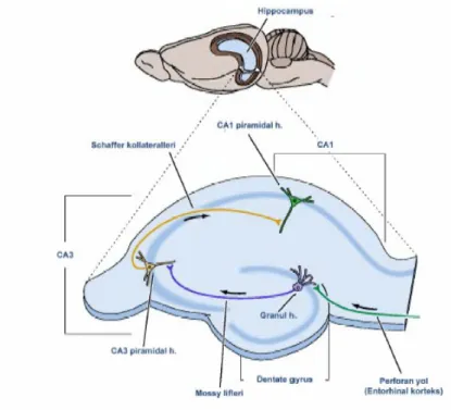 Şekil 2: Hipokampal formasyonun bağlantıları. Purves D., (19).
