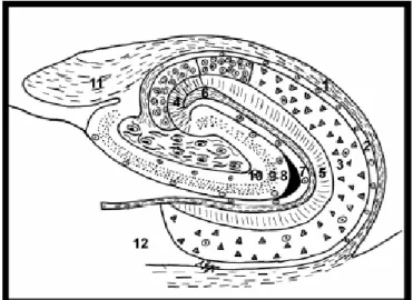 Şekil 3: Koronal kesitte hipokampusun yapısı. Hipokampus: 1- alveus, 2- stratum oriens, 3- 3-stratum  pyramidalis,  4-  3-stratum  lucidum,  5-  3-stratum  radiatum,  6-  3-stratum  lacunosum,   7-stratum  moleculare