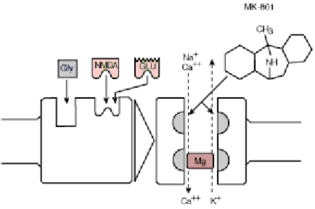 Şekil 7: Alkolün NMDA reseptörleri üzerine olan etkisi (41).