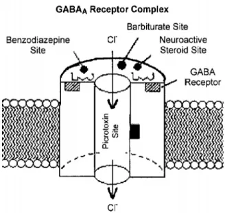 Şekil 8: Alkolün GABA A üzerine olan indirekt etkisi, (43).