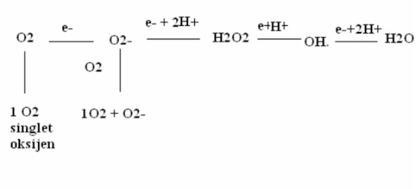 Şekil  10:  Mitokondriyal  elektron  transportu  sırasında  serbest  oksijen  radikallerinin  oluşması, Buchter D.D., (47).
