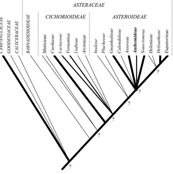 Çizelge 1.4. Asteraceae familyası ile ilgili bilinen ve bilinmeyen filogenetik ilişkilere  dayalı diyagram (Kalın çizgiler 2000’den fazla türü olan grupları, orta kalınlıktaki  çizgiler 1000-2000 arası türe sahip olan grupları, ince çizgiler 1000’den az sa