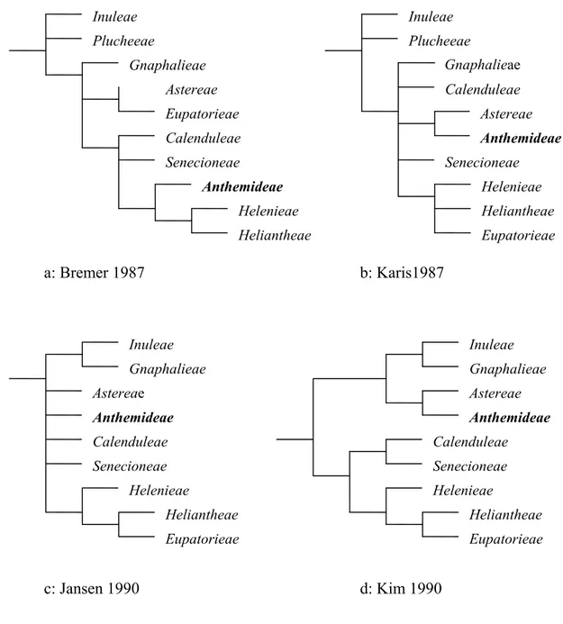 Çizelge 1.5. Asteroideae’nin tribusları arasındaki ilişkileri gösteren farklı hipotezler 
