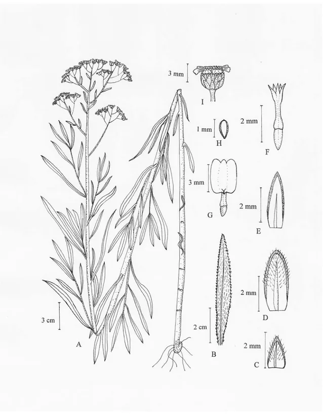 Şekil 4.4. A. salicifolia subsp. salicifolia’nın çizimi A. Genel görünüşü, B. Yaprak, C