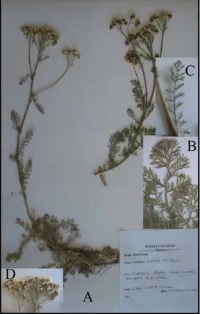 Şekil 4.14. A. multifida’nın fotoğrafı A. Genel görünüşü, B. Taban yaprağı, C. Gövde  yaprağı, D