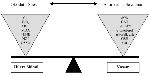 Şekil 2.2. ROT üretiminin ve antioksidatif sistemlerin dengesi [36].  