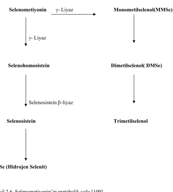 Şekil 2.6. Selenometiyonin’in metabolik yolu [109]. 