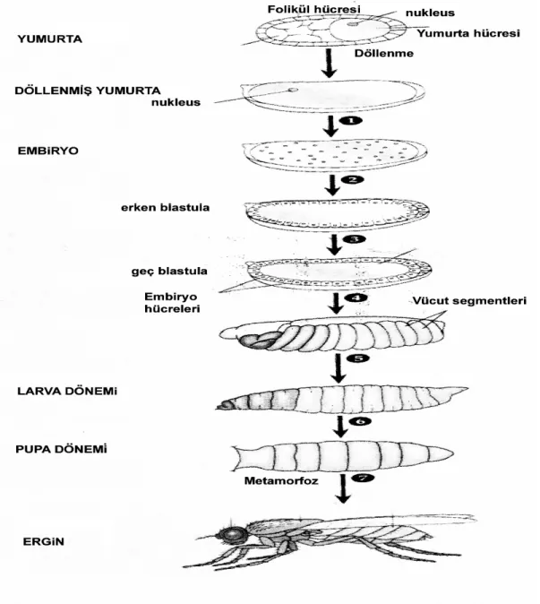 Şekil 1.1.  Drosophila melanogaster’ in yaşam döngüsü  