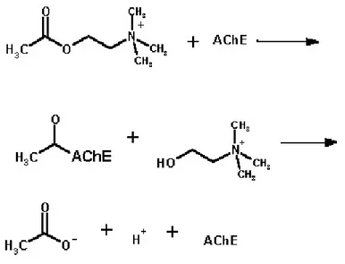 Şekil 1.6 Asetilkolin’in genel kimyasal yapısı
