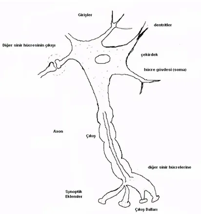 Şekil 3.1. Sinir hücresinin biyolojik yapısı 