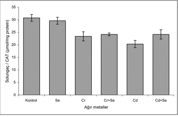 Şekil 5.3:  Balıkların solungaç dokularındaki krom (Cr), kadmiyum (Cd) uygulanması  ve selenyum (Se) ilavesi sonucu katalaz (CAT) aktiviteleri