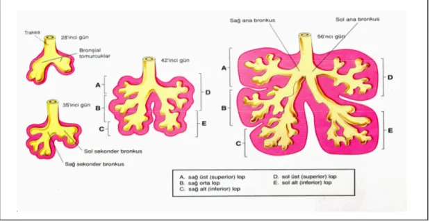 Şekil 3. Bronş ve akciğerlerin gelişiminde birbirini izleyen evreler