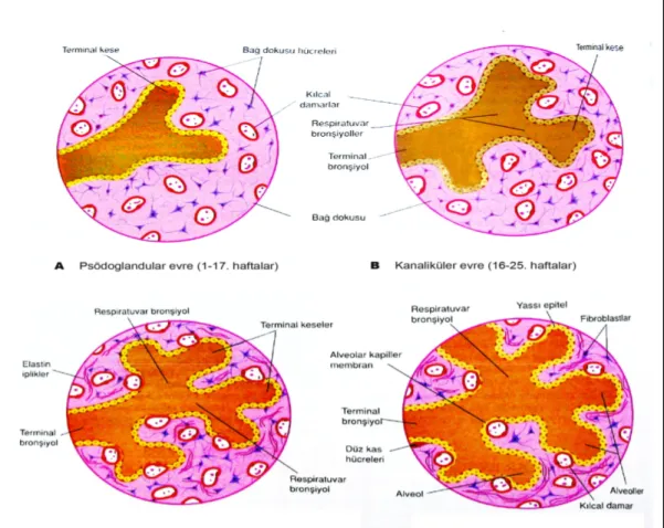 Şekil 4. Akciğerlerin gelişim evreleri 
