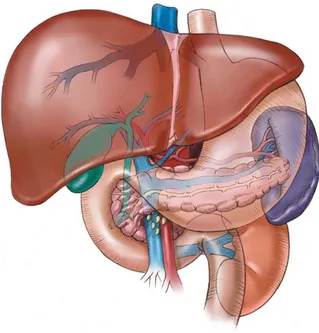 Şekil 1: Karaciğerin Anatomisi 