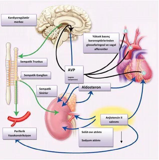 Şekil 6: Kalp yetmezliğinde aktive olan nöroendokrin sistemler  