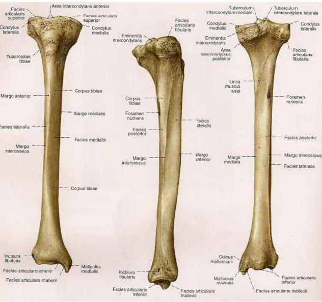 Şekil 1: Tibia anatomisi 