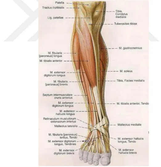 Şekil 4: Bacağın ön kas grubu 