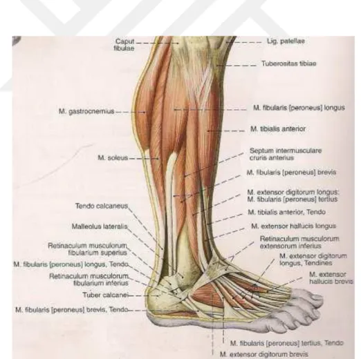 Şekil 5: Bacağın yan grup kasları 