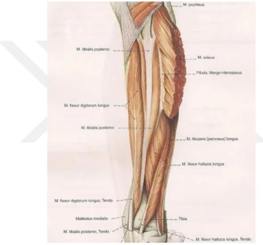 Şekil 7:  Bacağın arka grup derin kasları 