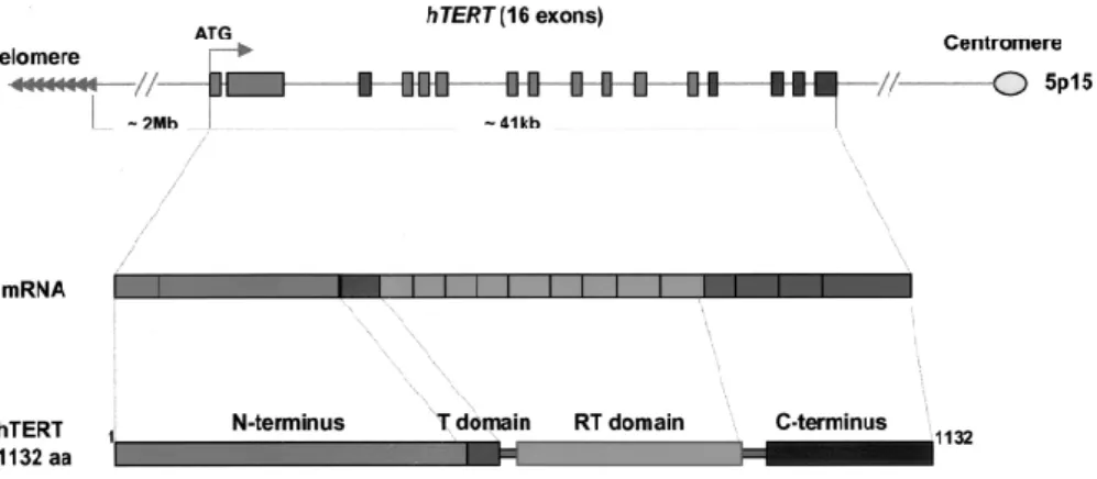 Şekil  2.  hTERT  geninin  gen  organizasyonu.  İnsan  hTERT  geni,  telomere  yaklaşık  2  Mb  mesafedeki kromozom 5'in  (5p15.33) kısa kolunda bulunan 16 ekson ve 15 introndan oluşur