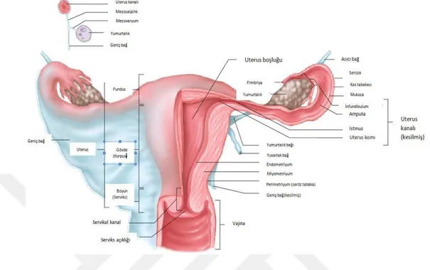 Şekil  3.  Uterus,  Vajina,  Uterin  Tüpler,  Yumurtalıklar  ve  Destekleyici  Bağlar    (Seeley  RR,  Anatomy and Physiology, 2004)