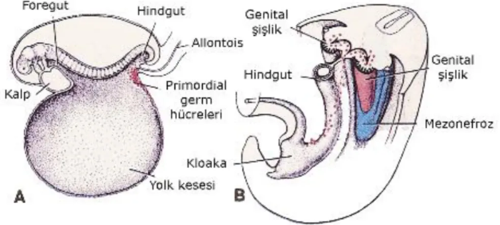 Şekil 6. A. 3 Haftalık embriyoda yolk kesesi duvarında, allontosis bağlantısına yakın bir yerde  primordial  germ  hücrelerini  gösteren  şematik  çizim