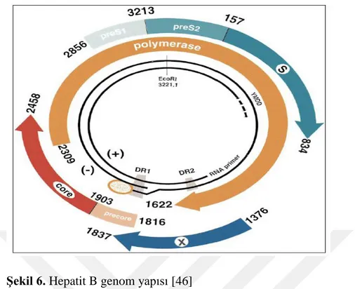 Şekil 6. Hepatit B genom yapısı [46] 