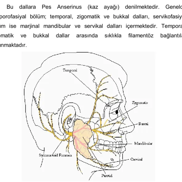 Şekil  1:  Fasiyal  sinirin  stilomastoid  foramenden  çıktıktan  sonra  verdiği  dallar  (www.patientsforum.com) 