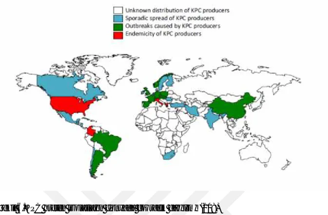 Şekil 6.KPC üreten izolatların dünyada coğrafik dağılımı (108)