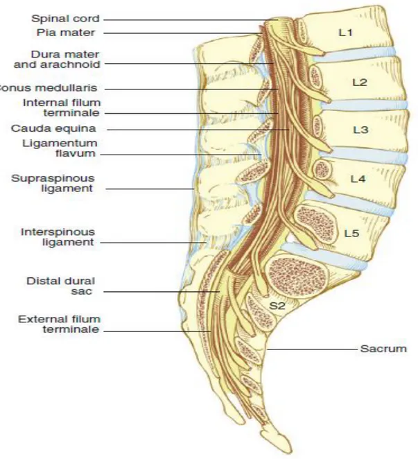 Şekil 3. Spinal Kord Anatomisi 