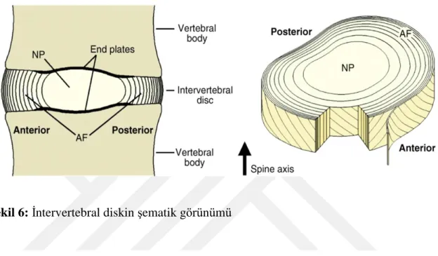 Şekil 6: İntervertebral diskin şematik görünümü 