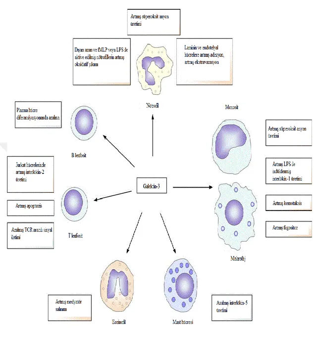 Şekil 5: Galektin-3 etkileri 