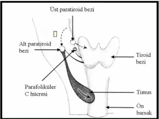 Şekil 2. Paratiroid bezlerin embriyolojik göç yolları 
