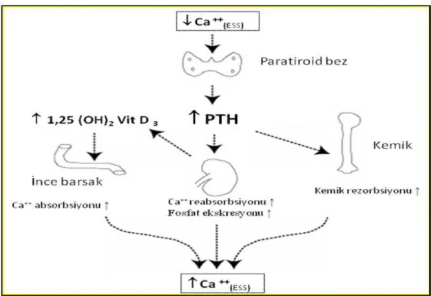 Şekil 4. Ca++, PTH ve Vitamin D arasındaki ilişki ESS: Ekstrasellüler sıvı 
