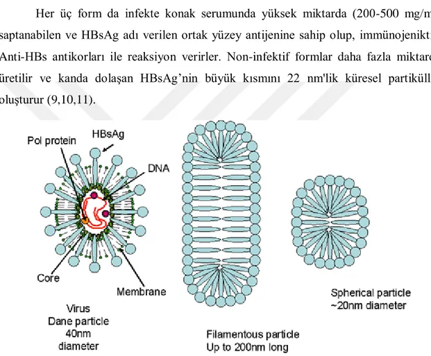 Şekil 1. HBV partikullerinin şematik yapısı 