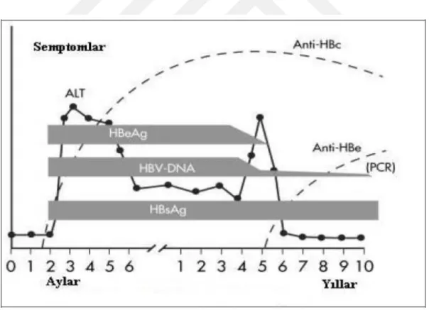 ġekil 3. Kronik HBV enfeksiyonunda serolojik belirteçler (40) 