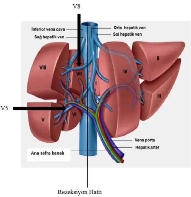 Şekil 1. Karaciğer segmenter anatomisi. MHV korunarak yapılan sağ hepatektomide  rezeksiyon hattı
